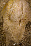 07797 - Top Quality Halisaurus arambourgi (Mosasaur) Premaxillary Nose Bone in Matrix Cretaceous