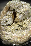 22199 - Beautiful Yellow Green Apatite Crystal - Imilchil (Morocco)
