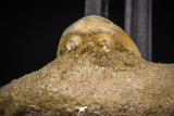 07797 - Top Quality Halisaurus arambourgi (Mosasaur) Premaxillary Nose Bone in Matrix Cretaceous