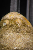 07797 - Top Quality Halisaurus arambourgi (Mosasaur) Premaxillary Nose Bone in Matrix Cretaceous