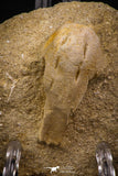 07797 - Top Quality Halisaurus arambourgi (Mosasaur) Premaxillary Nose Bone in Matrix Cretaceous