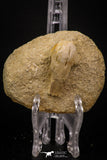 07797 - Top Quality Halisaurus arambourgi (Mosasaur) Premaxillary Nose Bone in Matrix Cretaceous