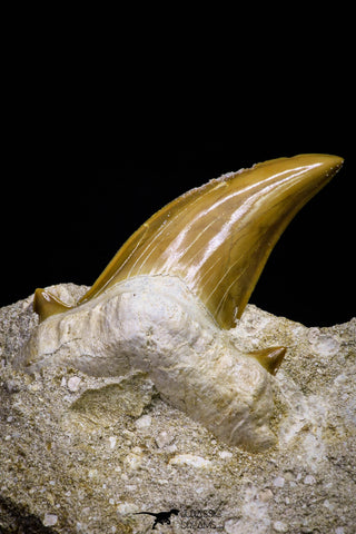 20781 - Top Huge 2.03 Inch Otodus obliquus Shark Tooth in Matrix Paleocene