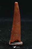 06117 - Well Preserved 0.69 Inch Aidachar pankowskii Predatory Cretaceous Fish Tooth KemKem Beds
