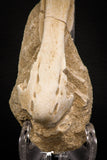 07798 - Beautiful Halisaurus arambourgi (Mosasaur) Premaxillary Nose Bone in Matrix Cretaceous