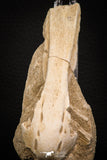 07798 - Beautiful Halisaurus arambourgi (Mosasaur) Premaxillary Nose Bone in Matrix Cretaceous