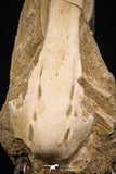 07798 - Beautiful Halisaurus arambourgi (Mosasaur) Premaxillary Nose Bone in Matrix Cretaceous