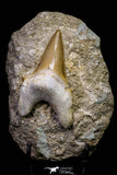 20782 - Top Huge 2.98 Inch Otodus obliquus Shark Tooth in Matrix Paleocene