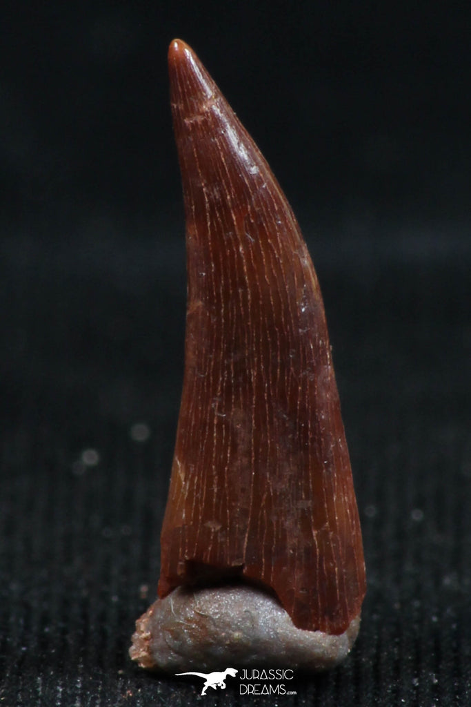 06118 - Nicely Preserved 0.59 Inch Aidachar pankowskii Predatory Cretaceous Fish Tooth KemKem Beds