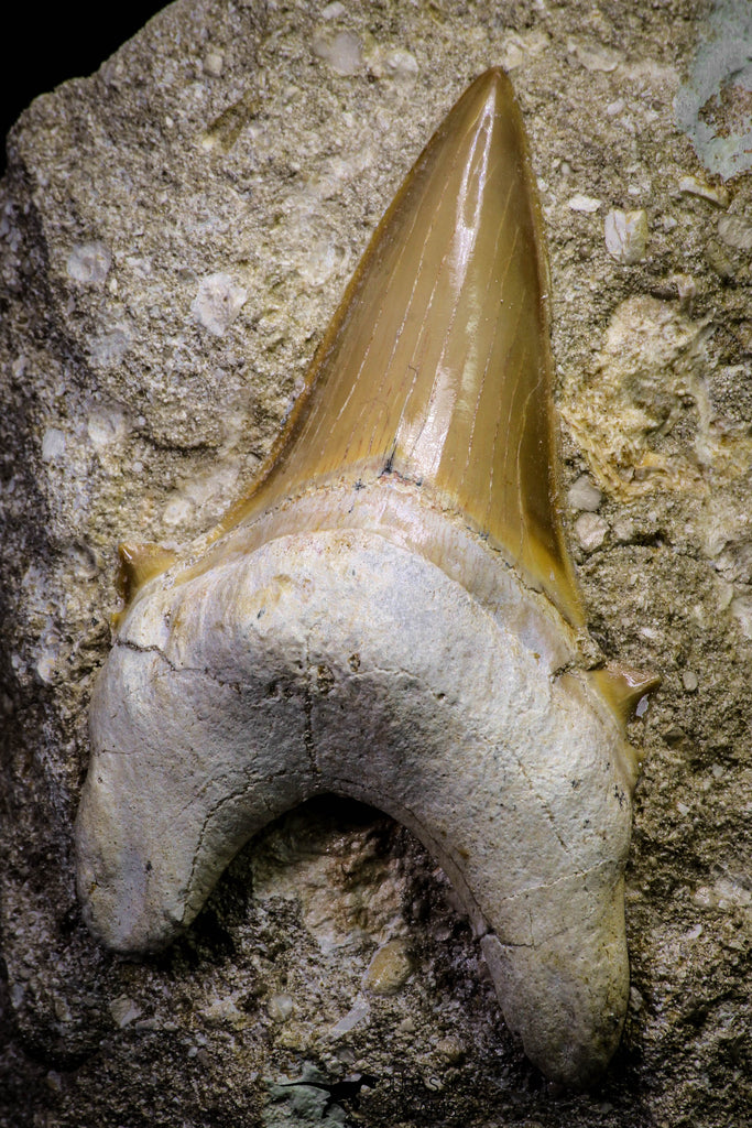 20782 - Top Huge 2.98 Inch Otodus obliquus Shark Tooth in Matrix Paleocene