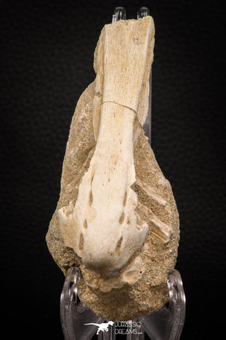 07798 - Beautiful Halisaurus arambourgi (Mosasaur) Premaxillary Nose Bone in Matrix Cretaceous