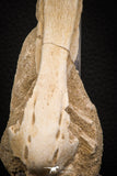 07798 - Beautiful Halisaurus arambourgi (Mosasaur) Premaxillary Nose Bone in Matrix Cretaceous