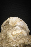 07798 - Beautiful Halisaurus arambourgi (Mosasaur) Premaxillary Nose Bone in Matrix Cretaceous