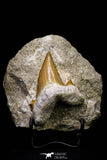 20783 - Top Huge 2.17 Inch Otodus obliquus Shark Tooth in Matrix Paleocene