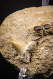 06897 - Beautiful Association of Phacodus Dental Plate + Cretolamna Tooth in Natural Matrix Cretaceous