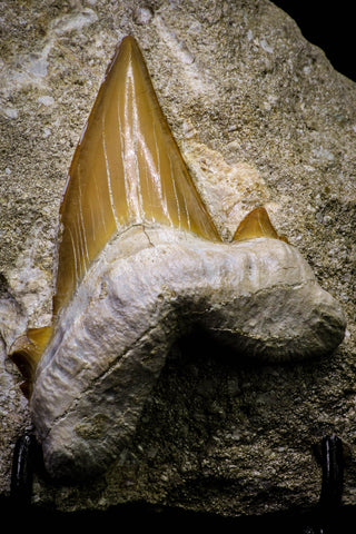 20783 - Top Huge 2.17 Inch Otodus obliquus Shark Tooth in Matrix Paleocene