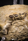 06897 - Beautiful Association of Phacodus Dental Plate + Cretolamna Tooth in Natural Matrix Cretaceous