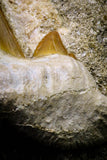 20783 - Top Huge 2.17 Inch Otodus obliquus Shark Tooth in Matrix Paleocene