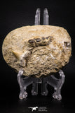 06897 - Beautiful Association of Phacodus Dental Plate + Cretolamna Tooth in Natural Matrix Cretaceous