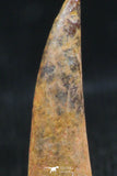 06119 - Beautiful 0.56 Inch Aidachar pankowskii Predatory Cretaceous Fish Tooth KemKem Beds