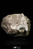 20784 - Top Huge 2.85 Inch Otodus obliquus Shark Tooth in Matrix Paleocene