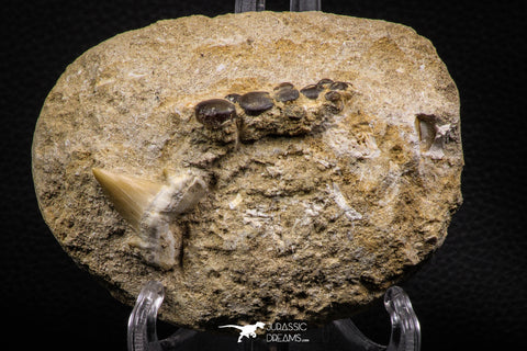 06897 - Beautiful Association of Phacodus Dental Plate + Cretolamna Tooth in Natural Matrix Cretaceous