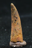 06119 - Beautiful 0.56 Inch Aidachar pankowskii Predatory Cretaceous Fish Tooth KemKem Beds