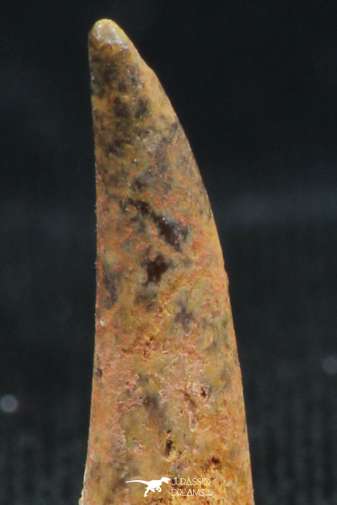 Aidachar Fish Well Preserved 0.56 Inch Aidachar pankowskii Predatory Cretaceous Fish ...