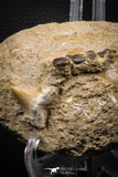 06897 - Beautiful Association of Phacodus Dental Plate + Cretolamna Tooth in Natural Matrix Cretaceous