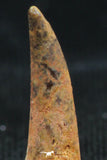 06119 - Beautiful 0.56 Inch Aidachar pankowskii Predatory Cretaceous Fish Tooth KemKem Beds