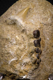 06897 - Beautiful Association of Phacodus Dental Plate + Cretolamna Tooth in Natural Matrix Cretaceous