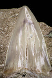 20784 - Top Huge 2.85 Inch Otodus obliquus Shark Tooth in Matrix Paleocene