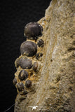 06897 - Beautiful Association of Phacodus Dental Plate + Cretolamna Tooth in Natural Matrix Cretaceous