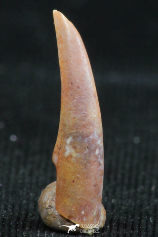 06120 - Collector Grade 0.56 Inch Aidachar pankowskii Predatory Cretaceous Fish Tooth KemKem Beds