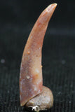 06120 - Collector Grade 0.56 Inch Aidachar pankowskii Predatory Cretaceous Fish Tooth KemKem Beds