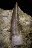 20785 - Finest Quality 2.89 Inch Elasmosaur (Zarafasaura oceanis) Tooth in Matrix