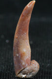 06120 - Collector Grade 0.56 Inch Aidachar pankowskii Predatory Cretaceous Fish Tooth KemKem Beds