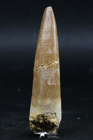 06121 - Nicely Preserved 2.47 Inch Partially Rooted Elasmosaur (Zarafasaura oceanis) Tooth