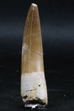 06121 - Nicely Preserved 2.47 Inch Partially Rooted Elasmosaur (Zarafasaura oceanis) Tooth