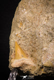 06899 -  Rare Association of Cretolamna (mackerel shark) Tooth + Unidentified Fish Skull in Natural Matrix
