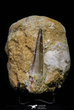 20786 - Finest Quality 2.56 Inch Elasmosaur (Zarafasaura oceanis) Tooth in Matrix