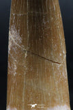 06121 - Nicely Preserved 2.47 Inch Partially Rooted Elasmosaur (Zarafasaura oceanis) Tooth