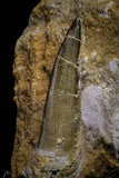 20786 - Finest Quality 2.56 Inch Elasmosaur (Zarafasaura oceanis) Tooth in Matrix