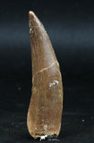 06122 - Finest Quality 2.30 Inch Partially Rooted Elasmosaur (Zarafasaura oceanis) Tooth