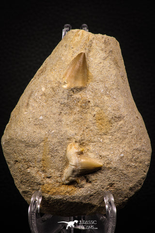 06900 - Top Beautiful Association of Prognathodon Anceps Tooth + Cretolamna (Mackerel Shark) Tooth