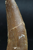 06122 - Finest Quality 2.30 Inch Partially Rooted Elasmosaur (Zarafasaura oceanis) Tooth