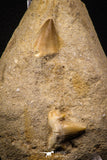 06900 - Top Beautiful Association of Prognathodon Anceps Tooth + Cretolamna (Mackerel Shark) Tooth