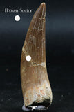 06122 - Finest Quality 2.30 Inch Partially Rooted Elasmosaur (Zarafasaura oceanis) Tooth