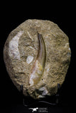 20787 - Finest Quality 2.69 Inch Elasmosaur (Zarafasaura oceanis) Tooth in Matrix