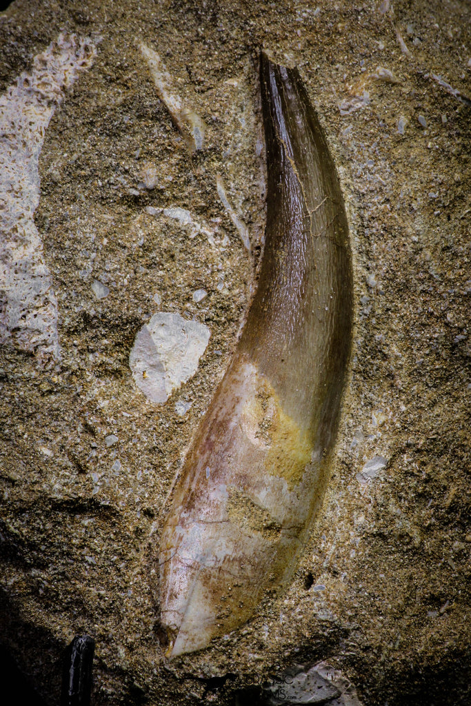 20787 - Finest Quality 2.69 Inch Elasmosaur (Zarafasaura oceanis) Tooth in Matrix